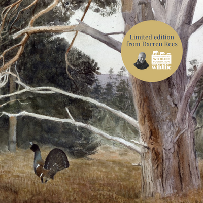 A painting featuring a capercaillie in a woodland area by Darren Rees