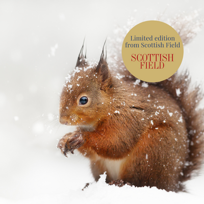 A photograph of a red squirrel in a snowy area from Scottish Field